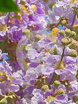 Flowers of the plant purple lentil