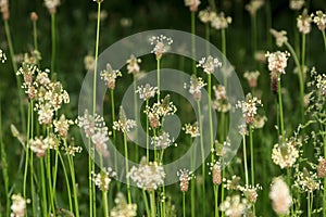 Flowers,plantain