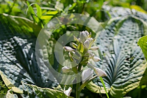 Flowers of a plantain lily, also called giboshi, Hosta sieboldiana or Blaublatt Funkie