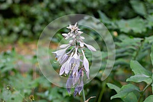 Flowers of a plantain lily, also called giboshi, Hosta sieboldiana or Blaublatt Funkie