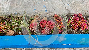 Flowers are planted in city parks to beautify the appearance of the park