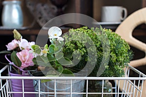 flowers planted in enameled buckets.