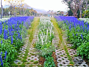 Flowers and plants are blooming.