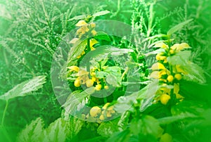 Flowers and plants (botany)