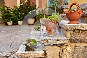 Flowers and plants in decorative vases flowerpots