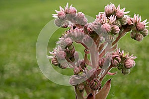 Flowers and plants between in the garden. Cactus or succulent.