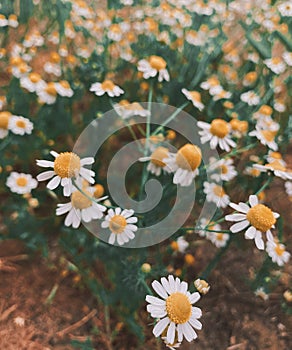 Flowers and plants in the garden. photo