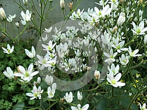 Flowers and plants in greenhouses or in a tropical house in Botanical Garden Saint Gall Blumen und Pflanzen photo