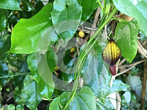 Flowers and plants in greenhouses or in a tropical house in Botanical Garden Saint Gall Blumen und Pflanzen photo