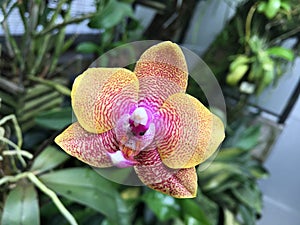 Flowers and plants in greenhouses or in a tropical house in Botanical Garden Saint Gall Blumen und Pflanzen photo