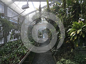 Flowers and plants in greenhouses or in a tropical house in Botanical Garden Saint Gall Blumen und Pflanzen photo