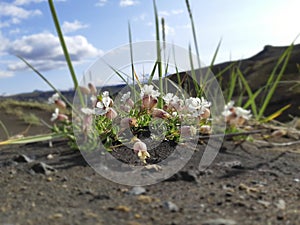 Silene uniflora, commonly known as sea campion, part of the pink family Caryophyllaceae photo