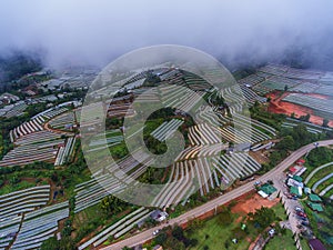 Flowers and plants are planted in winter at Doi Inthanon national park Chaing Mai,Thailand.Panoramic views high atop