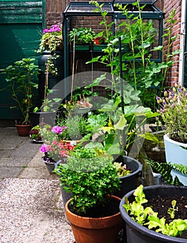 Flowers and plants planting in a garden with a small greenhouse full with new own grown vegetables. Nice green natural gardening c