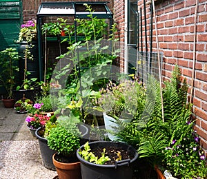 Flowers and plants planting in a urban garden with a small greenhouse full with new own grown vegetables. Nice green natural garde