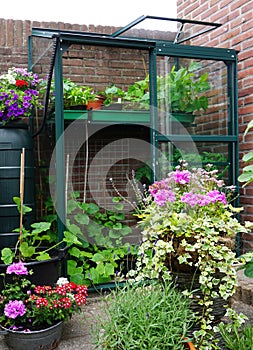 Flowers and plants planting in a urban garden with a small greenhouse full with new own grown vegetables. Nice green natural garde