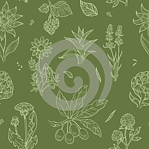 Flowers and plants seamless pattern wild medical herbs