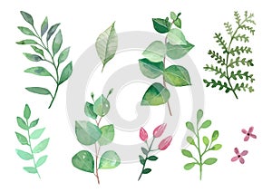 Flowers and plants set watercolour vectors leaves and branches