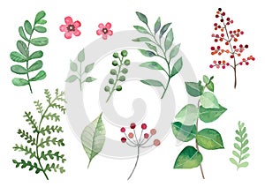 Flowers and plants set watercolour vectors leaves and branches