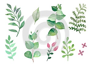 Flowers and plants set watercolour vectors leaves and branches photo