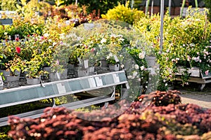 flowers plants sold in a garden center