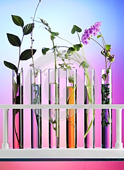 Flowers and plants in test tubes