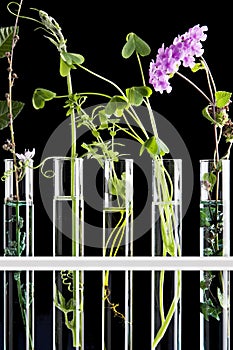 Flowers and plants in test tubes