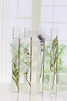 Flowers and plants in test tubes