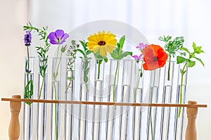 Flowers and plants in test tubes on white background. The concept of biological research