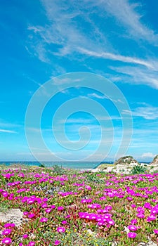 Flowers in Platamona beach