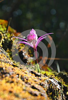 Flowers(Pleione formosana)
