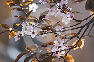 Flowers of plum tree in early spring