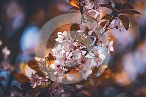 Flowers of plum tree in early spring