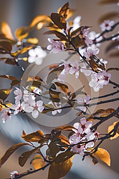 Flowers of plum tree in early spring