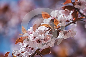 Flowers of plum tree in early spring