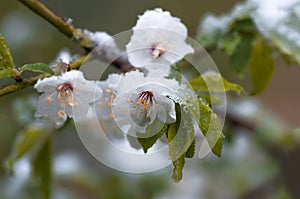 Flowers plum tree in spring covered last snow