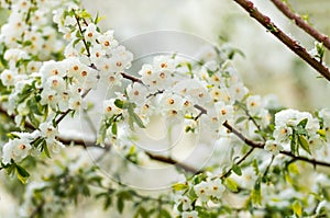 Flowers plum tree in spring covered last snow