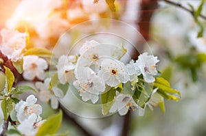 Flowers plum tree in spring covered last snow