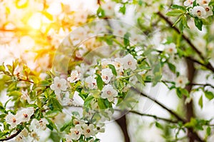 Flowers plum tree in spring covered last snow