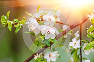 Flowers plum tree in spring covered last snow