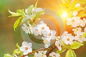 Flowers plum tree in spring covered last snow