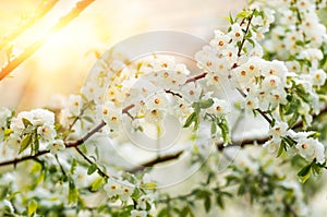 Flowers plum tree in spring covered last snow