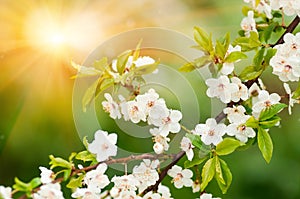 Flowers plum tree in spring covered last snow