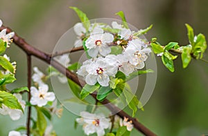 Flowers plum tree in spring covered last snow