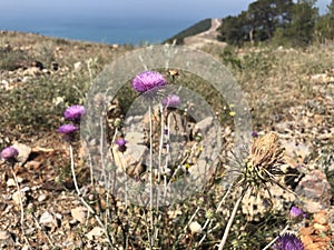 Flowers of plumeless thistle, rocky highlands and sea at the background
