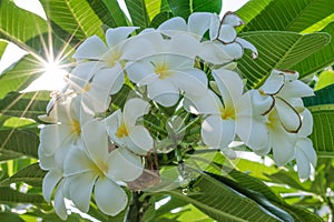 Flowers of plumeria flowers sacred invaluable.