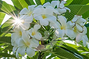 Flowers of plumeria flowers sacred invaluable.