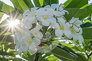 Flowers of plumeria flowers sacred invaluable.