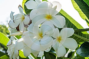 Flowers of plumeria flowers sacred invaluable. photo