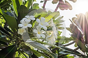 Flowers of plumeria flowers sacred invaluable. photo